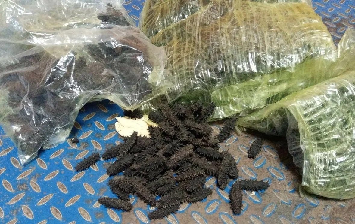 Таможенники пресекли незаконный экспорт трепанга в Китай на сумму более 188 млн рублей Дальневосточная таможня