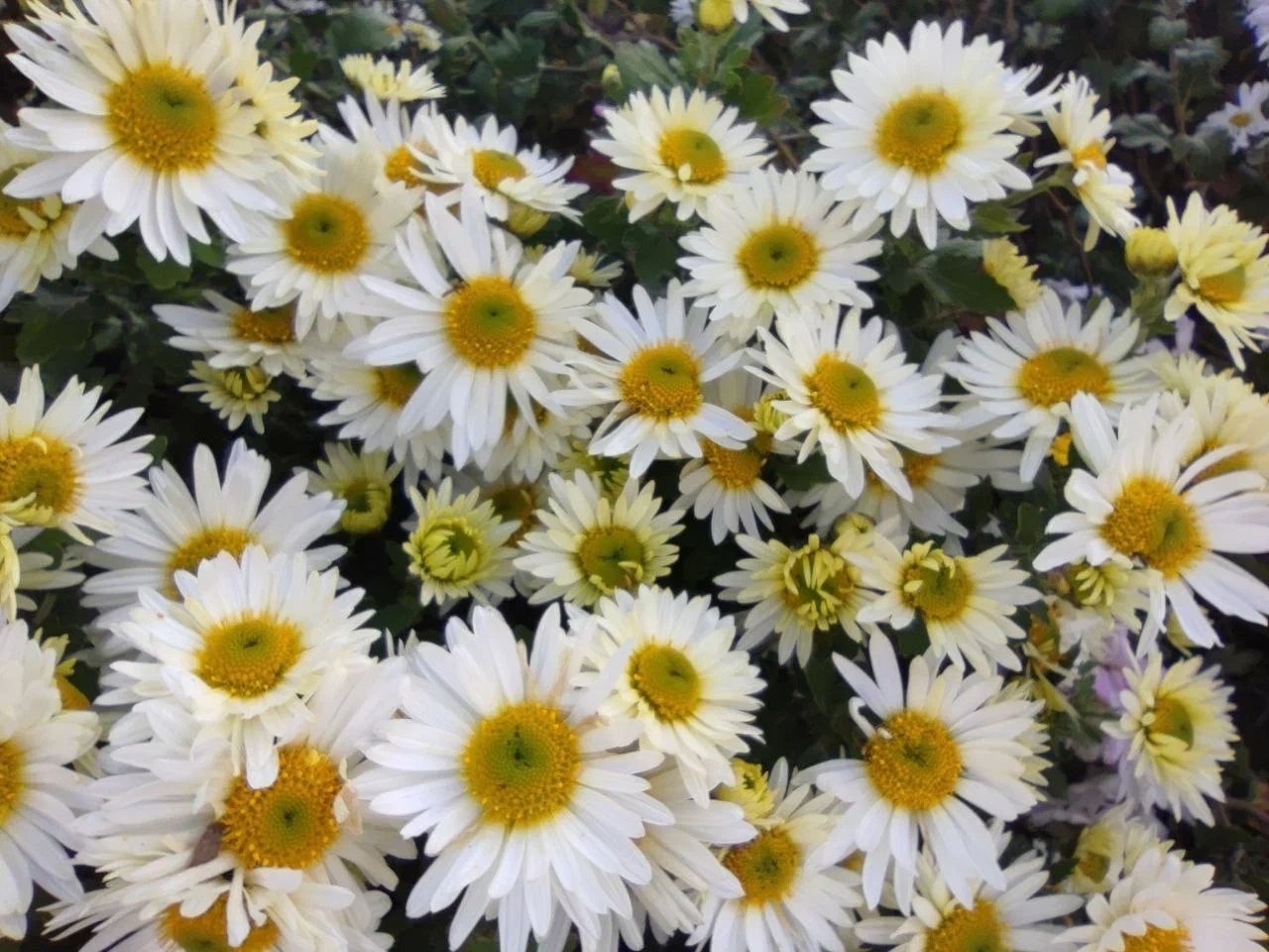 Посадила цветок, который цветет без остановки: голубоглазая ромашка преобразила мой сад к середине лета ИА SevastopolMedia