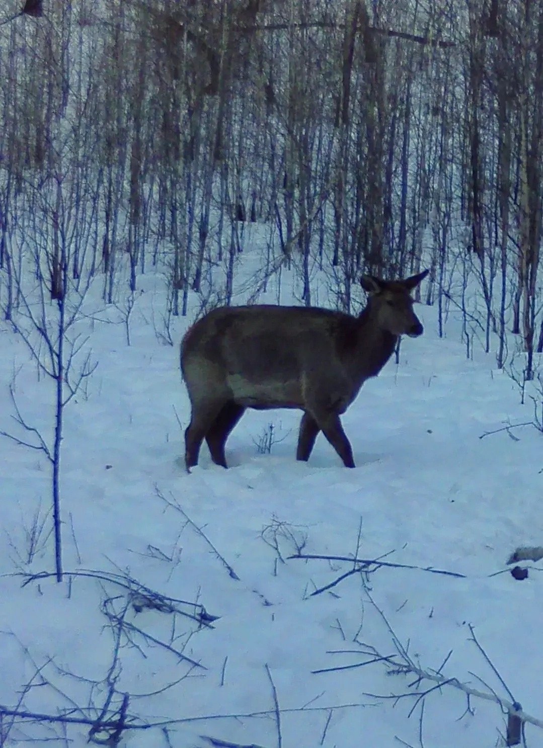Самка изюбря Минприроды Забайкалья