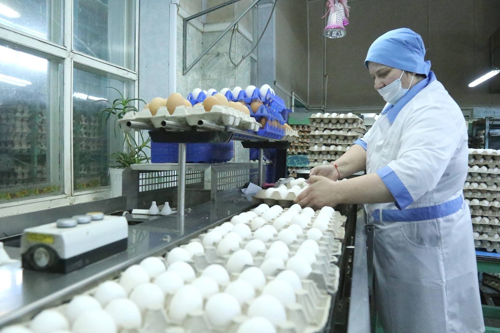 Птицефабрика &quotПионерское&quot Законодательное собрание Камчатского края