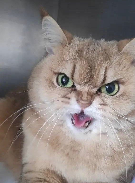 Мурлыку спасли после травмы от кактуса Госветслужба Севастополя