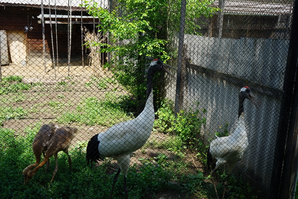 Журавли Предоставлено пресс-службой АО &quotДРСК&quot