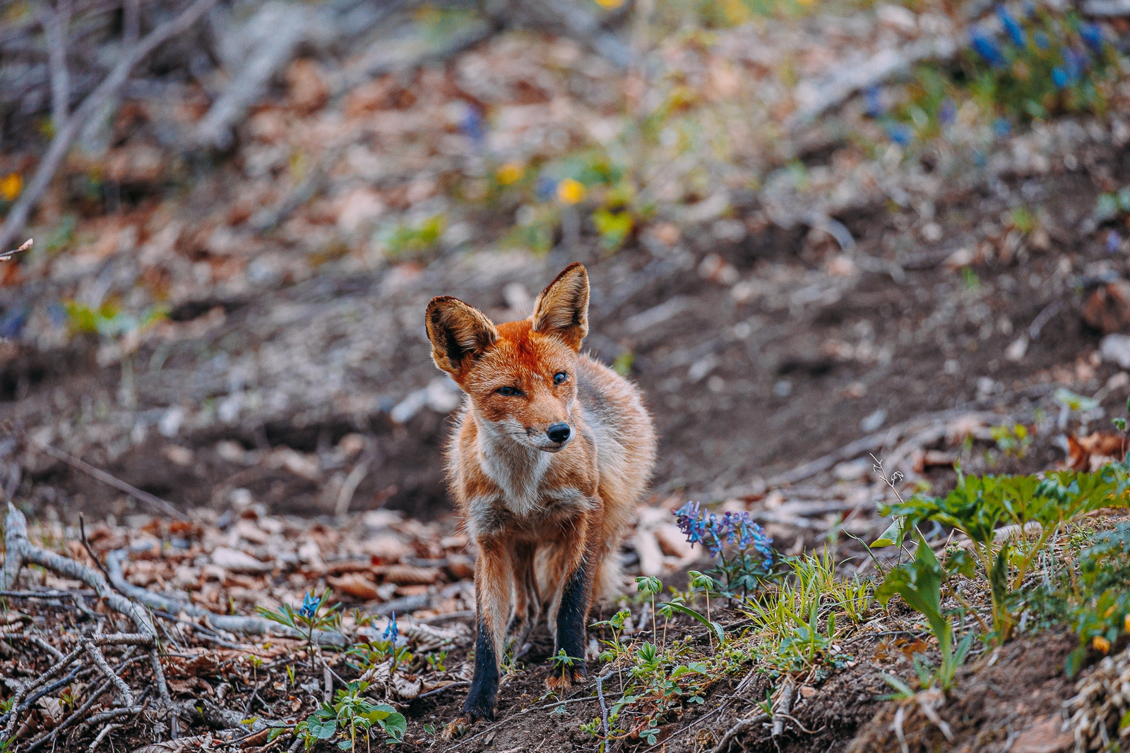 лес, весна, природа, погода, лиса Мария Смитюк, ИА PrimaMedia