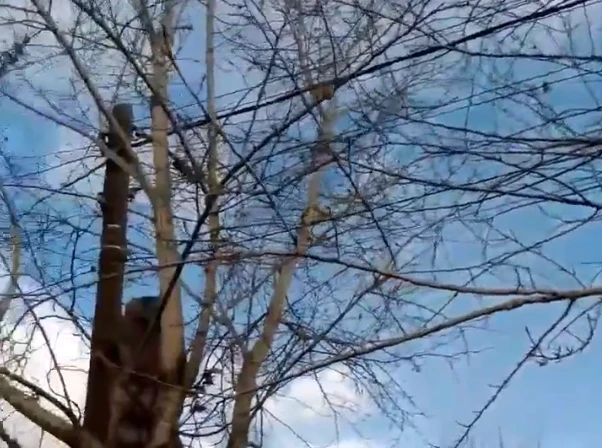 Дерево не даёт операторам протянуть кабель, а его ветви угрожают линии электропередачи Народный фронт Бурятии