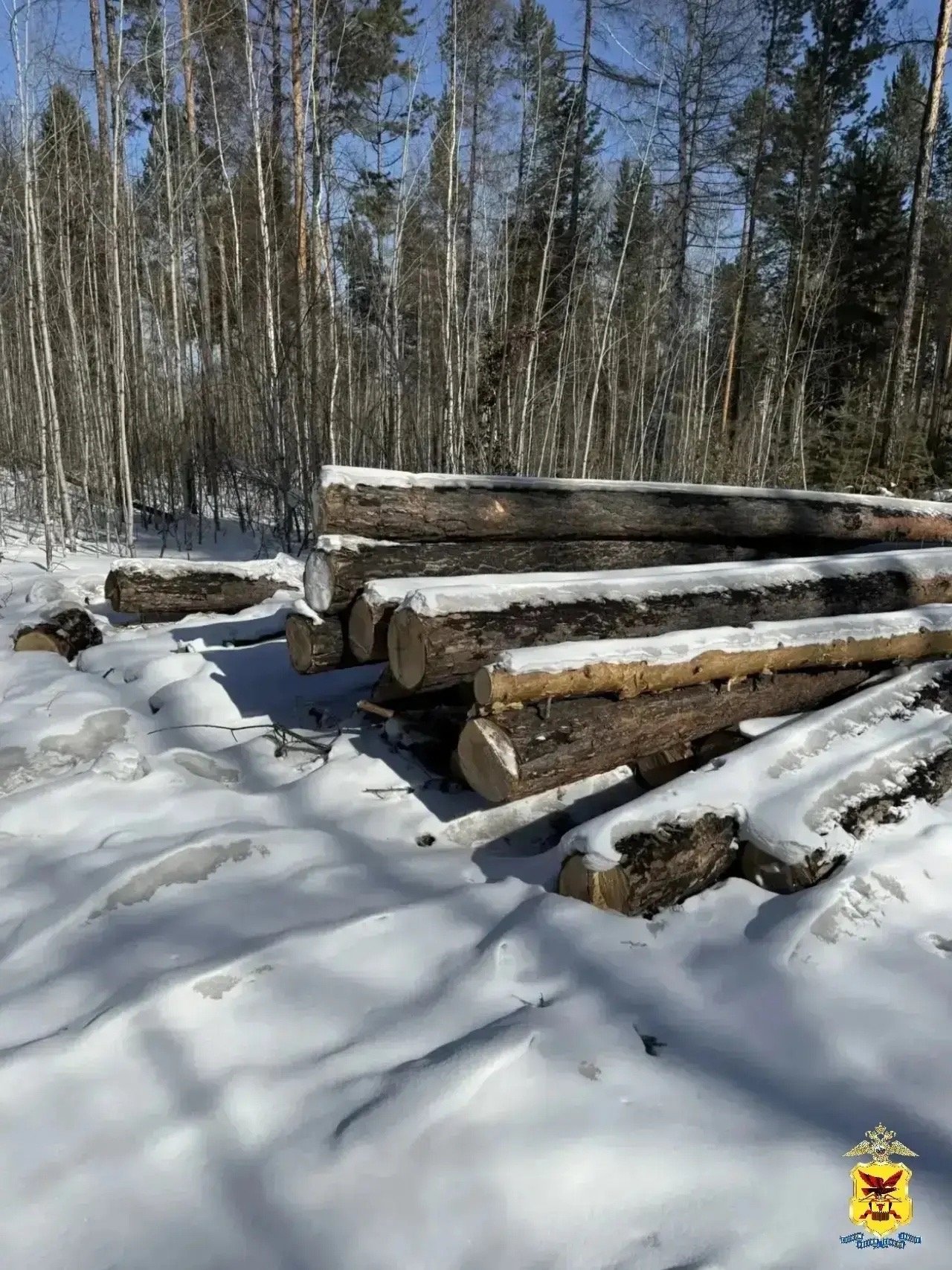 Лес Полиция Забайкалья