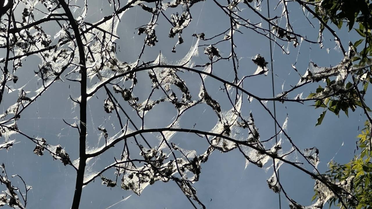 Нашествия не избежать: особо вредоносная горностаевая моль угрожает заполонить Иркутск Читатель ИА IrkutskMedia