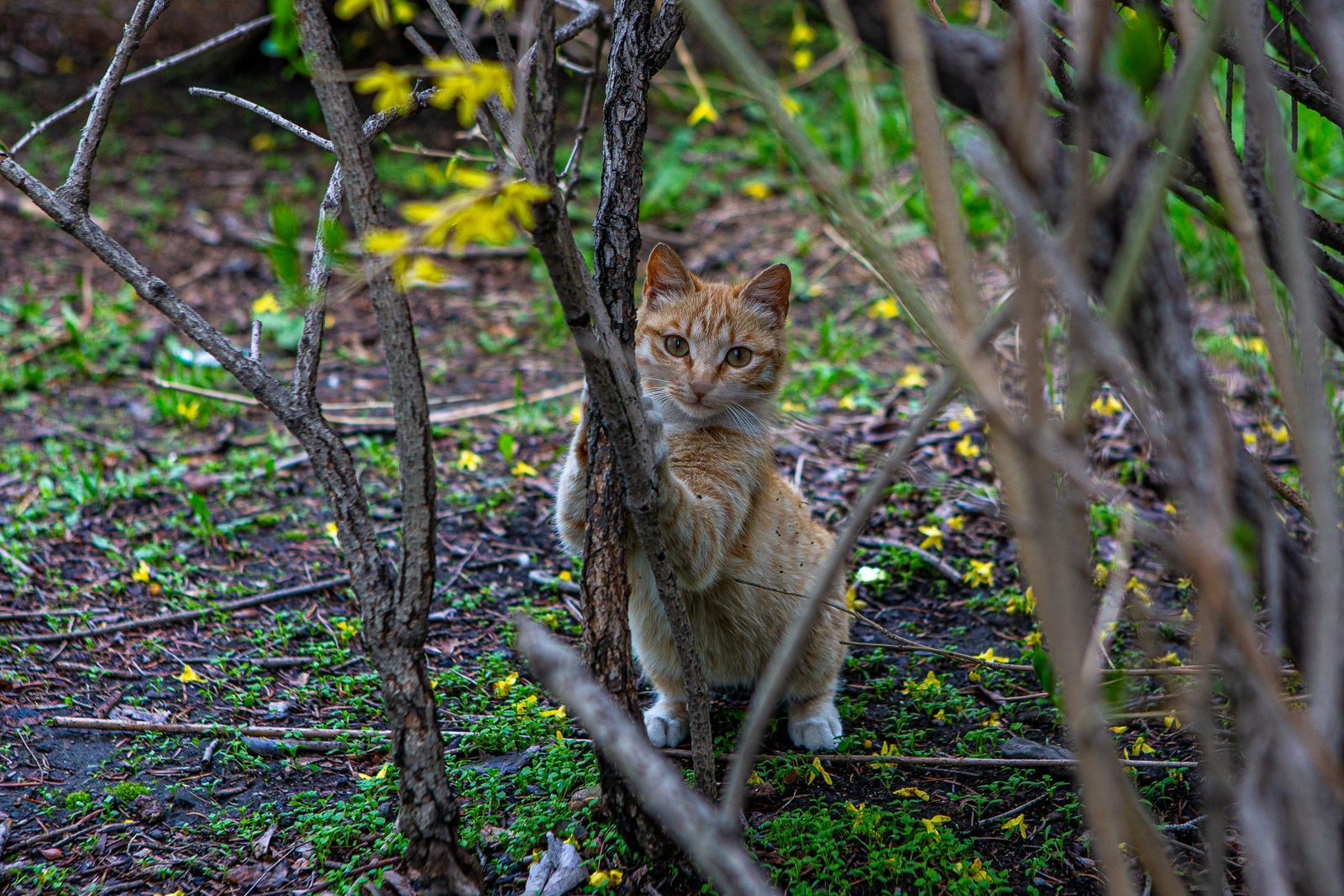 бездомные животные, кот, кошка, хорошая погода Мария Смитюк, ИА PrimaMedia.ru