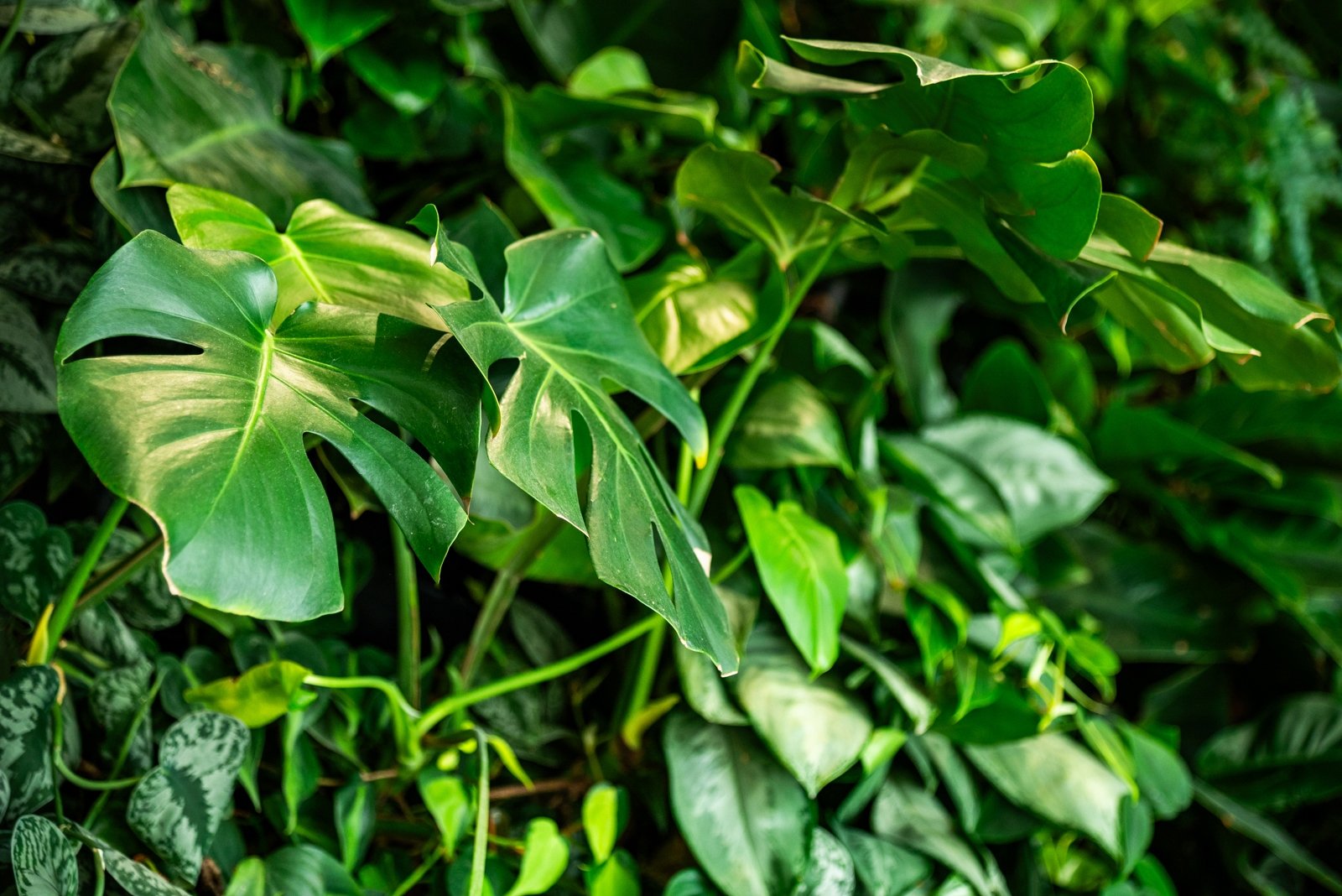 растения, зеленые листья, большие листья, декоративные листья, стена из растений, живая стена Евдокия Сорокина, ИА AmurMedia