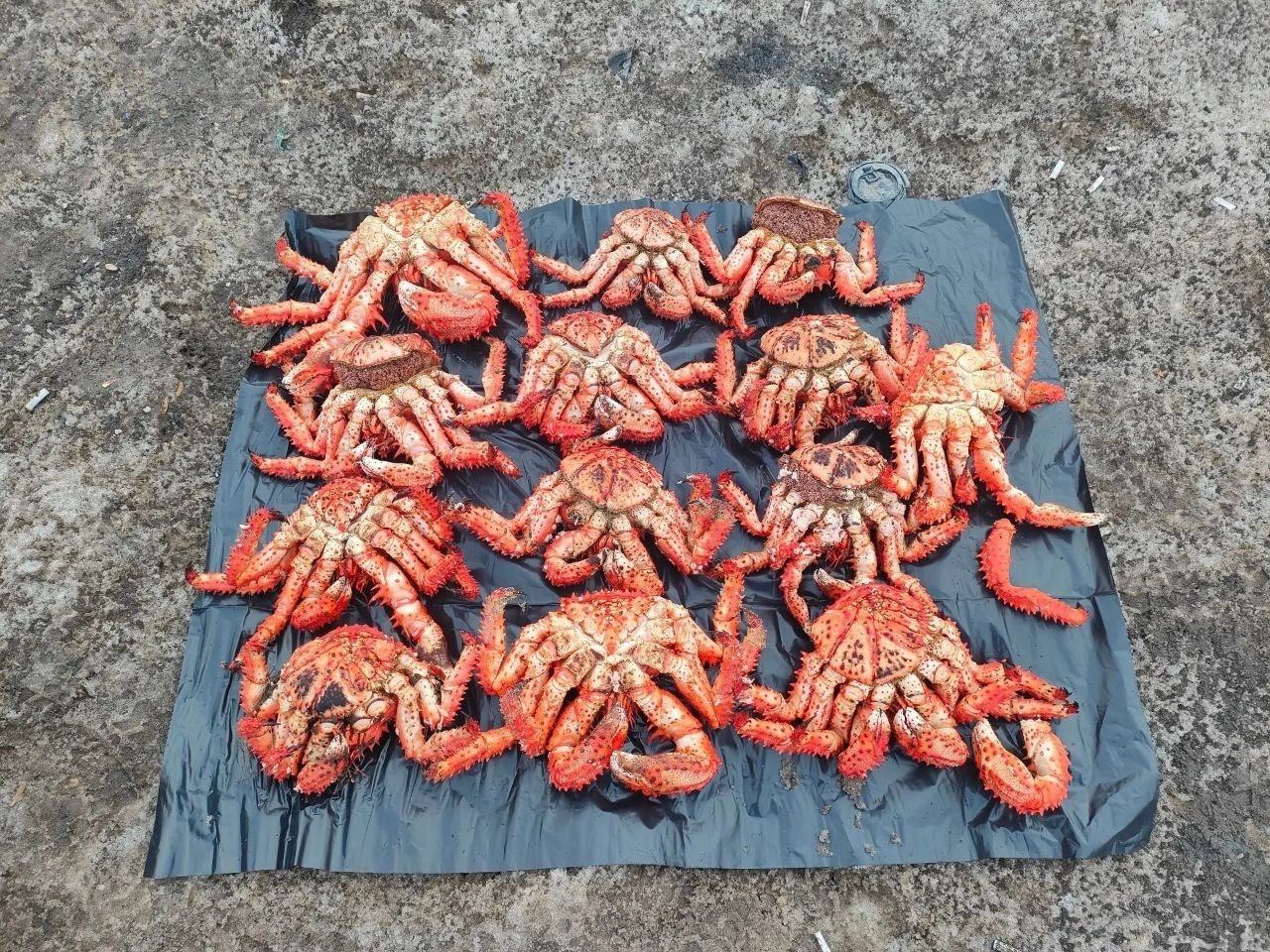 Изъятые крабы пресс-служба УМВД России по Сахалинской области