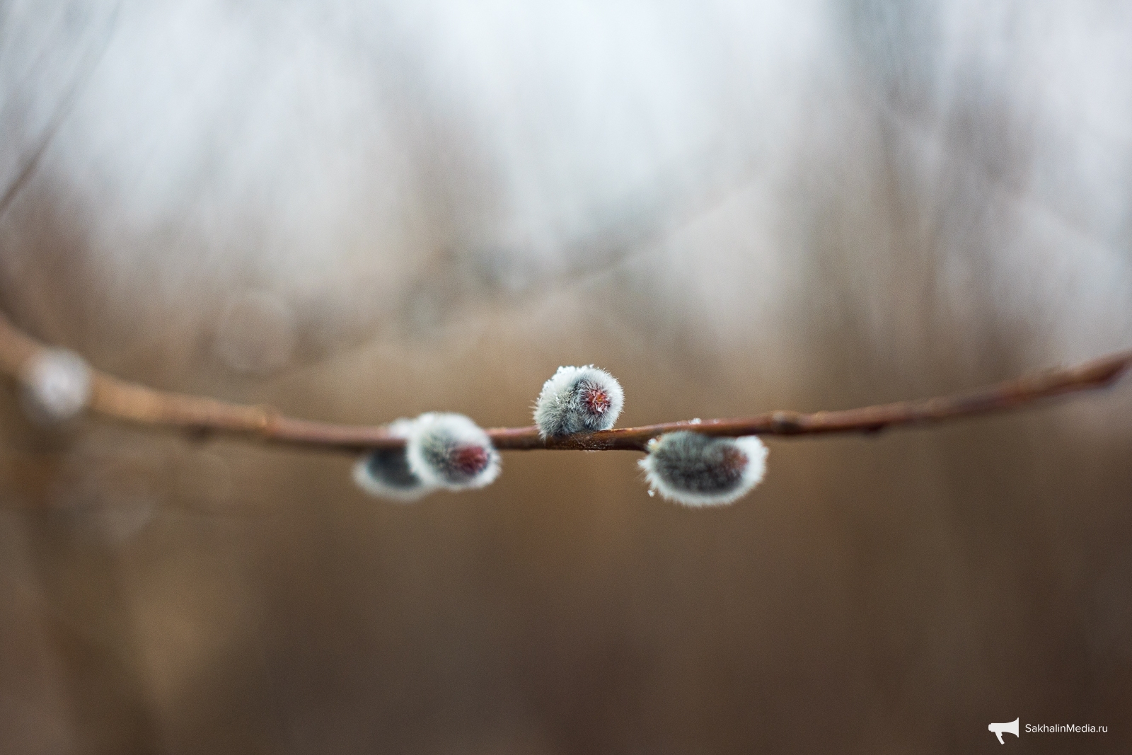 Тематическое фото Илья Аверьянов, ИА PrimaMedia