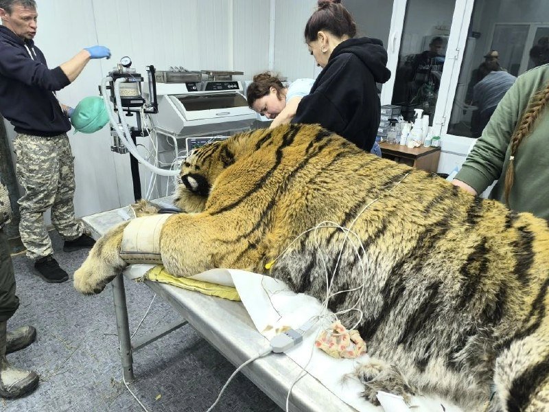Амурского тигра, нападавшего на собак, отловили в Яковлевском округе Приморья пресс-служба МинПрироды Приморья