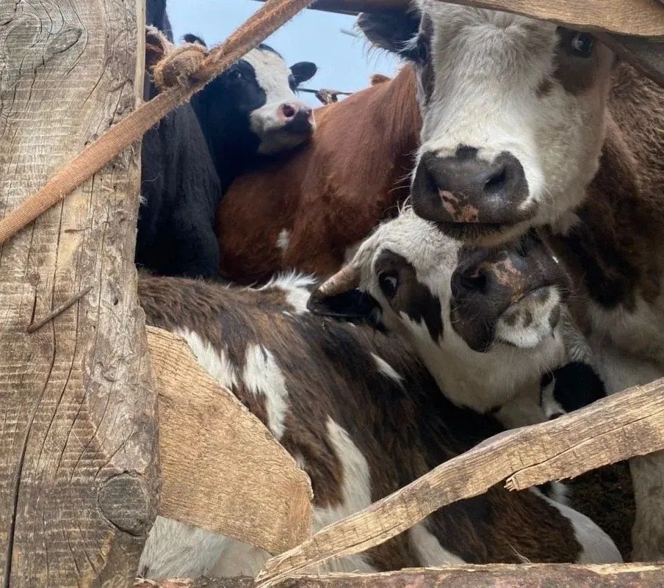 Скот Россельхознадзор Забайкалья