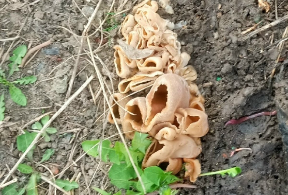 Предположительно это &quotослиное ухо&quot Ольга Черненко|&quotГрибы. Грибники Омска и Омской области&quot (12+) )