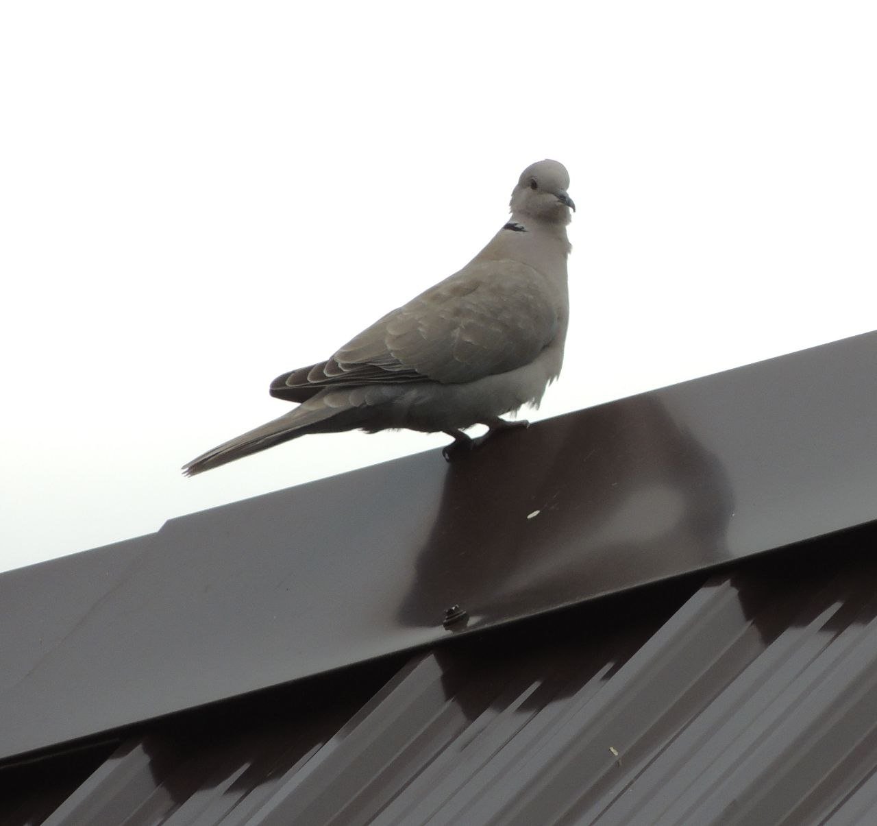 Кольчатая горлица осваивает окрестности заповедника в Приамурье Хинганский заповедник