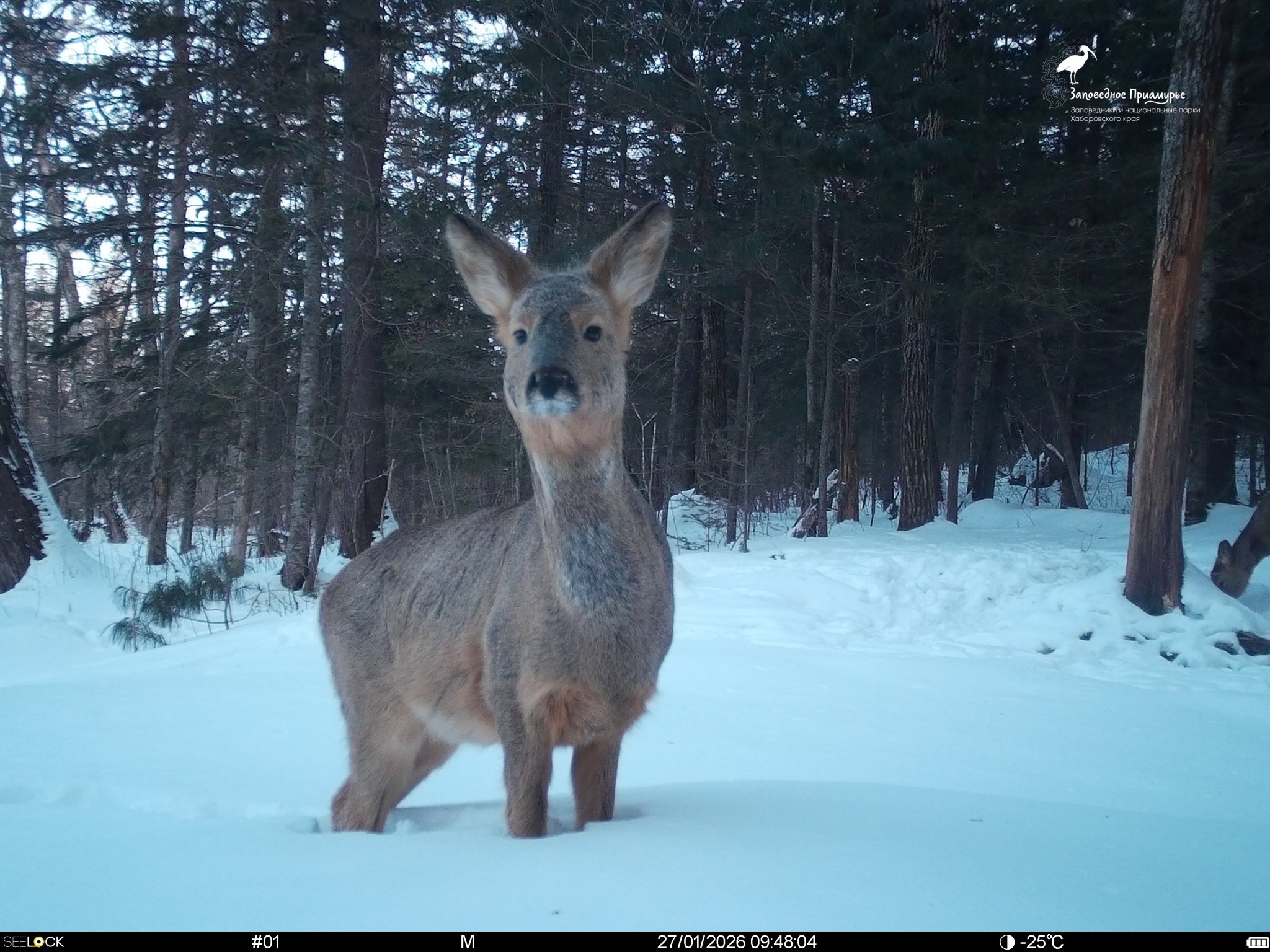 Тематическое фото ФГБУ &quotЗаповедное Приамурье&quot