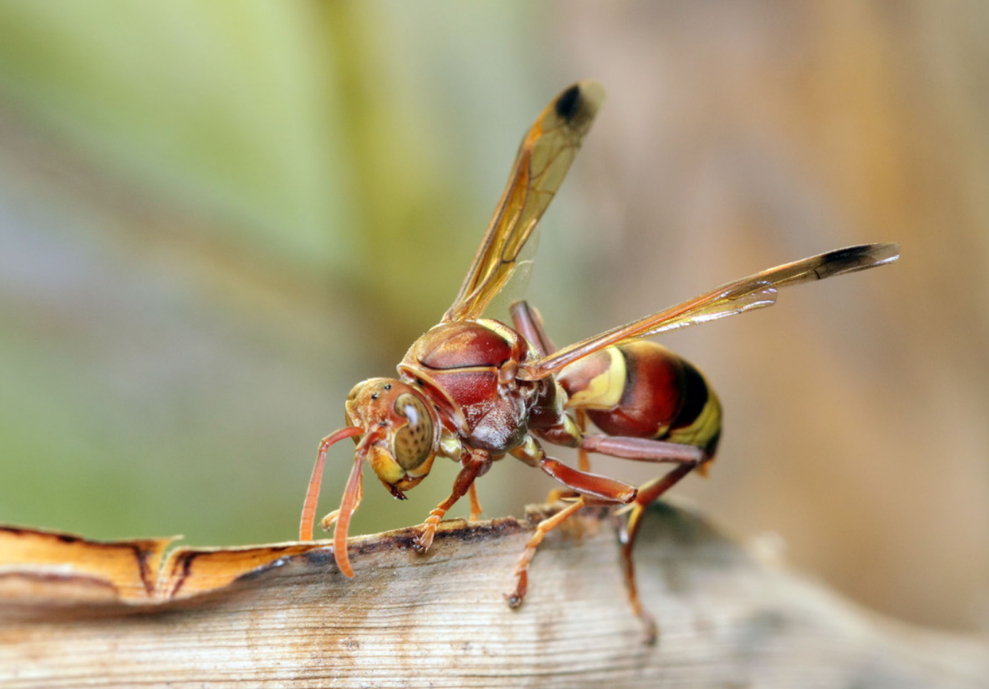 Тематическое фото Сайт pxhere.com
