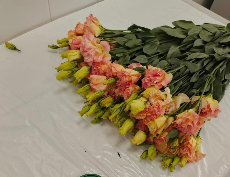 При ввозе в Приморье импортных цветов установлено заражение западным цветочным трипсом Приморское межрегиональное управление РСХН