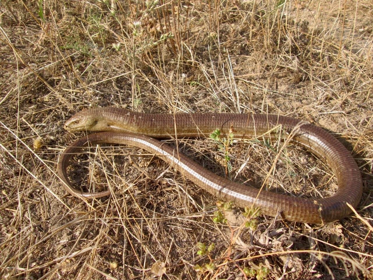 Ученые увидели проснувшегося желтопузика ФГБУ &quotЗаповедный Крым&quot