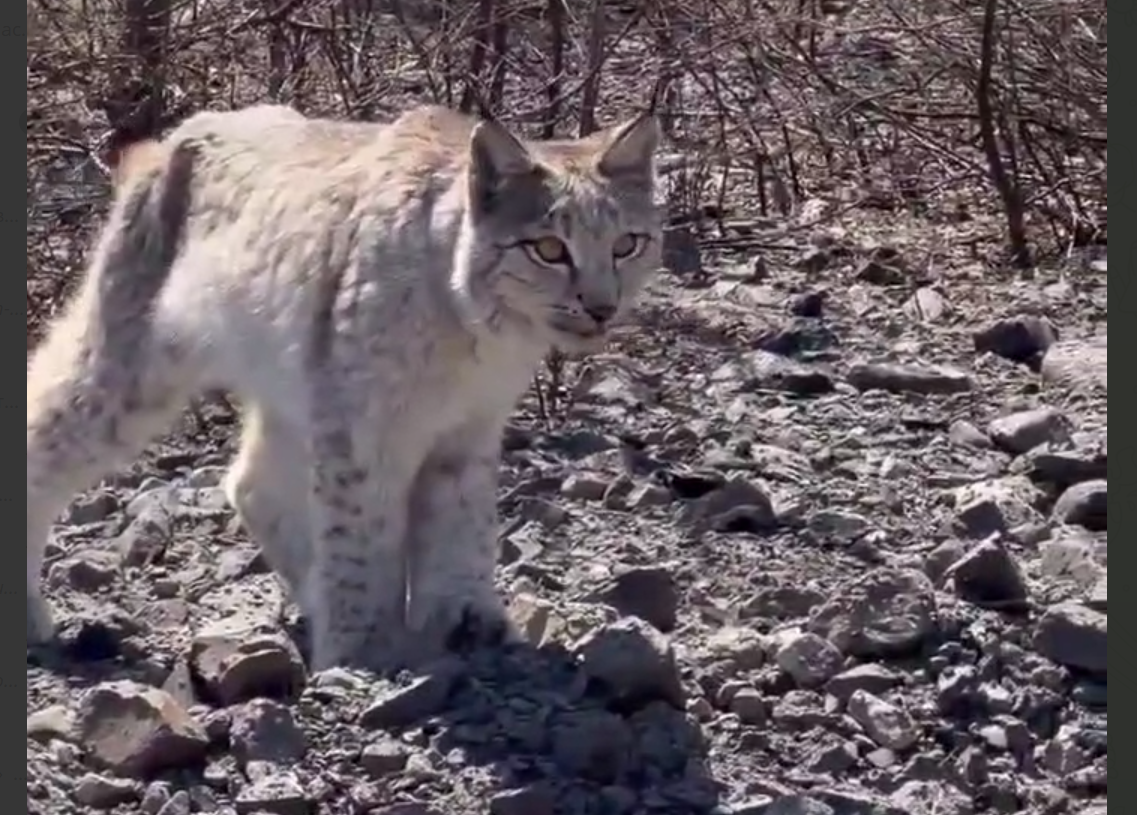 Рысь около месяца &quotдежурит&quot у трассы в Хабаровском крае Скриншот с видео