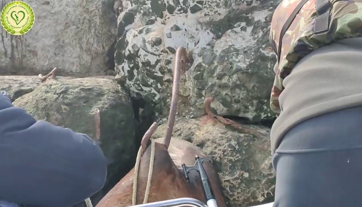 скриншот telegram-канал фонда &quotЗеленый Сахалин&quot (18+)