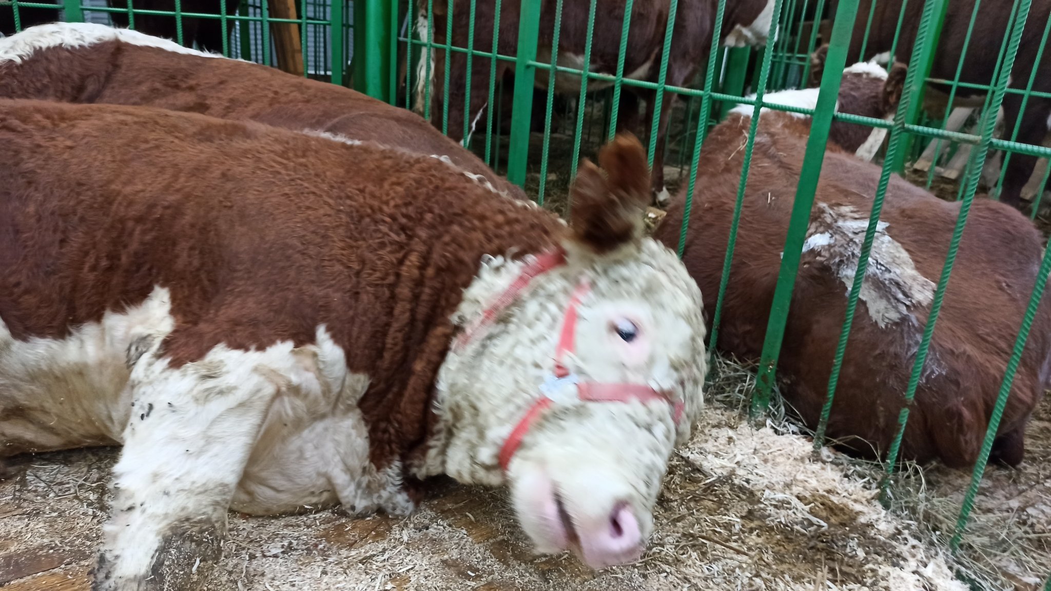 В Бурятии опровергли фейк об уничтожении скота ИА UlanMedia