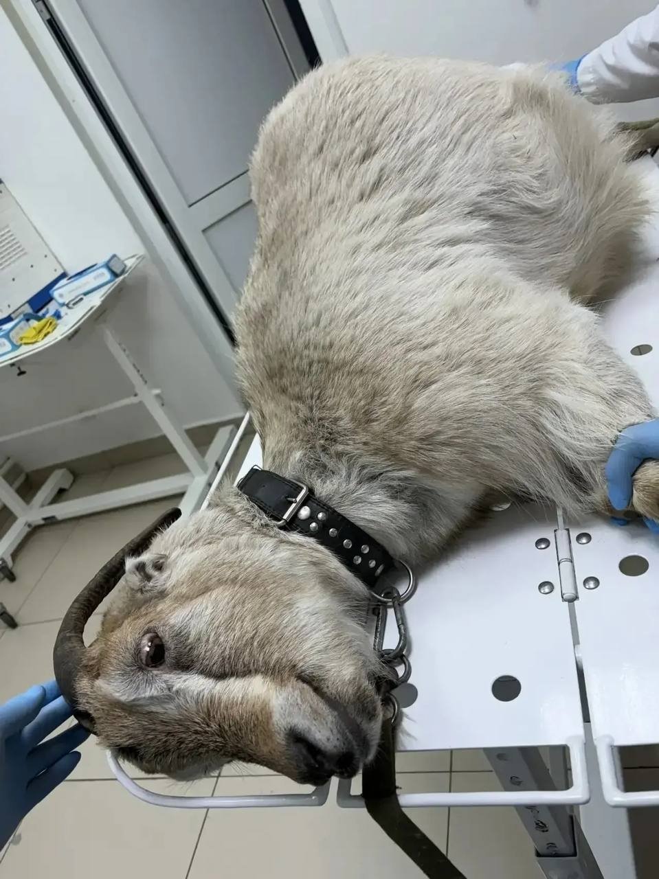 Иркутские ветеринары вылечили козу с тяжёлой травмой вымени пресс-служба Ассоциации ветеринарии Приангарья