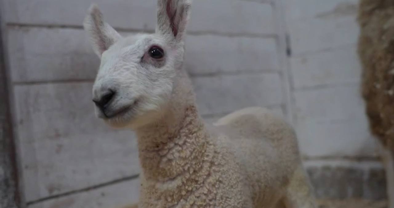 Ягненок Телеграм-канал &quotМосковский зоопарк&quot (18+)