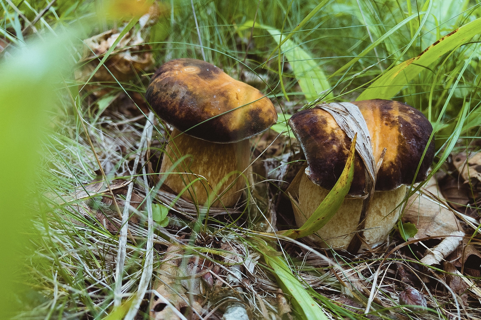 Миколог предупредил об опасности одного съедобного вида грибов Мария Смитюк, ИА PrimaMedia