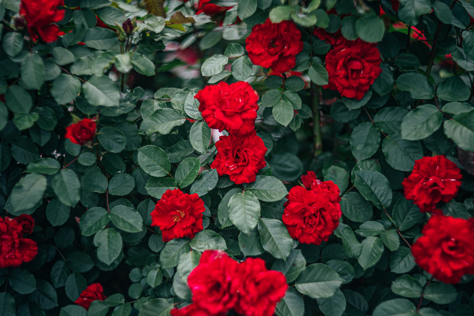 Я вырастила розы размером с футбольный мяч в старых ведрах: мой опыт с розами патио Мария Смитюк, ИА PrimaMedia