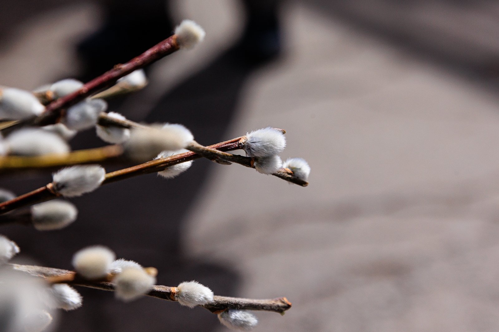 Верба Евгений  Кулешов, ИА PrimaMedia.ru