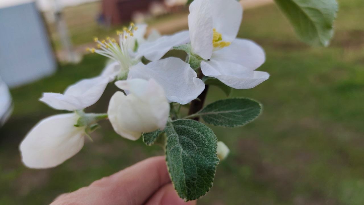 Яблоня Автора