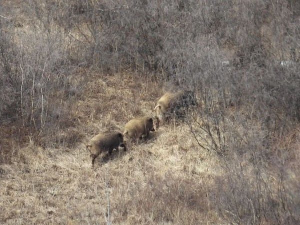 Животных засняли в Снежинском заказнике БУ &quotБупрприрода&quot