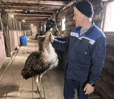 Хомутовские ветеринары спасли страуса от стресса после конфликта с лошадью пресс-служба Ассоциации ветеринарии Иркутской области