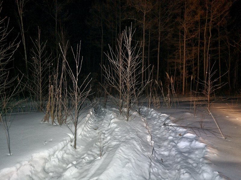 Браконьеры вырубили лес в Хабаровском крае на 8,5 млн рублей Пресс-служба УМВД России по Хабаровскому краю