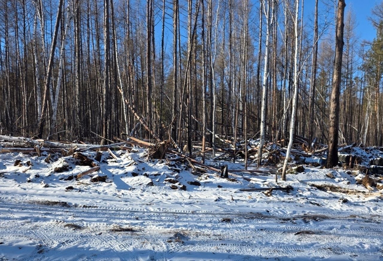 Рубка леса Амруская бассейновая природоохранная прокуратура