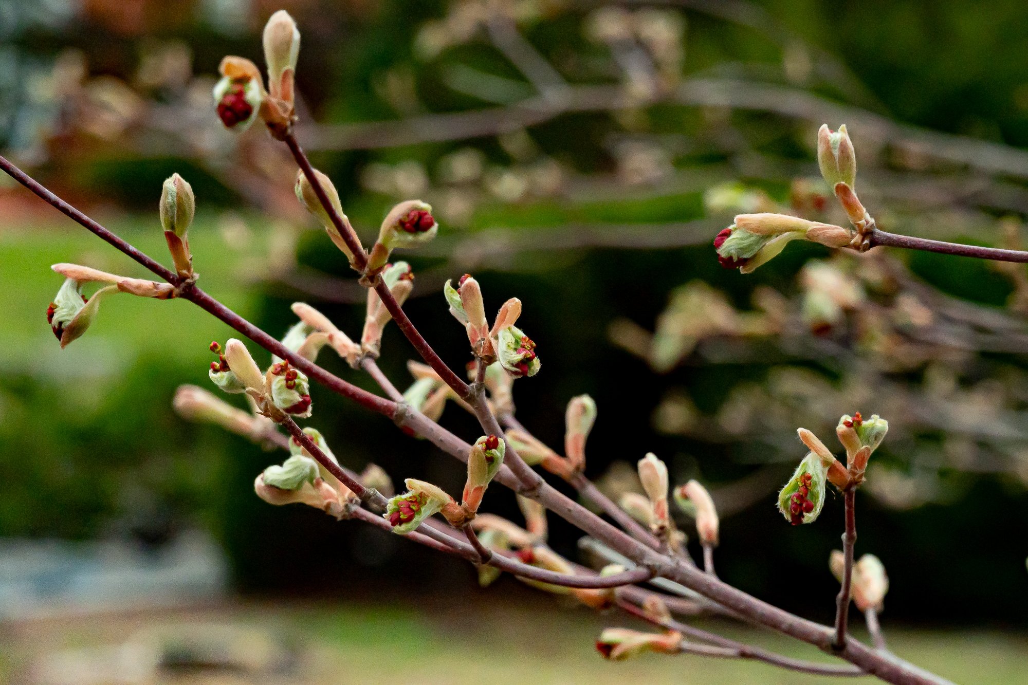 весна почки Илья Табаченко, ИА PrimaMedia.ru