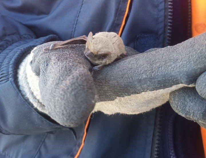 В Ставрополе спасатели выгнали из дома летучую мышь, спрятавшуюся на карнизе пресс-служба ПАСС СК