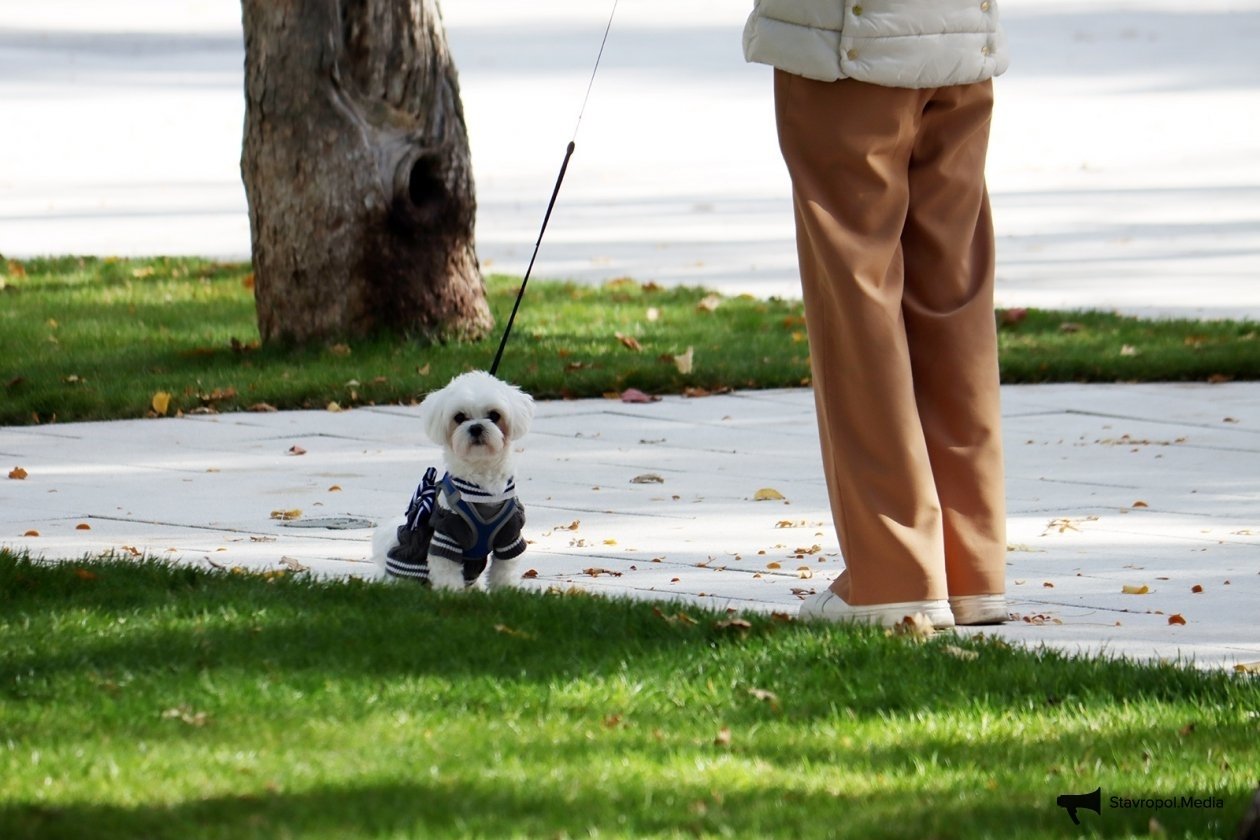 Проблемы ввода обязательной регистрации домашних питомцев назвали на Ставрополье ИА Stavropol.Media