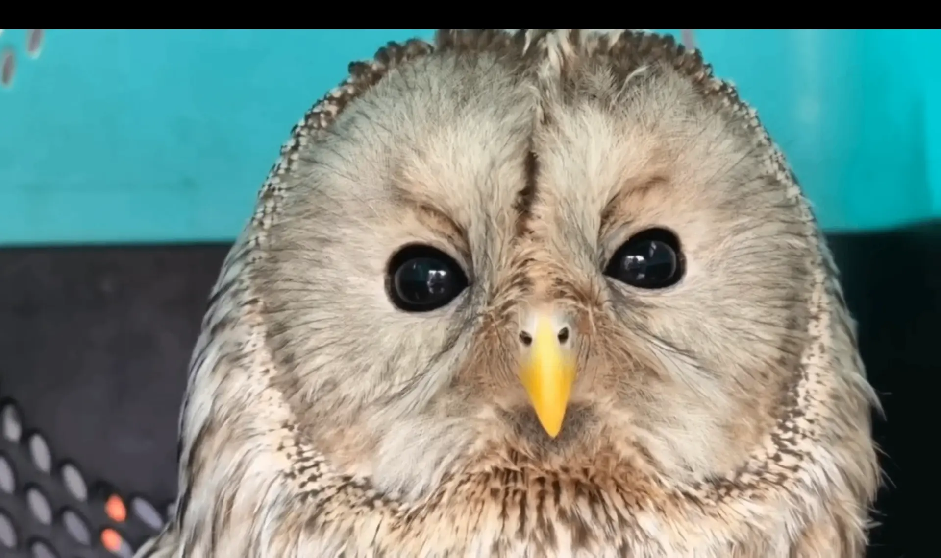 Спасенную полицейскими на трассе сову выпустили на волю в Иркутской области Иркутский зоопарк