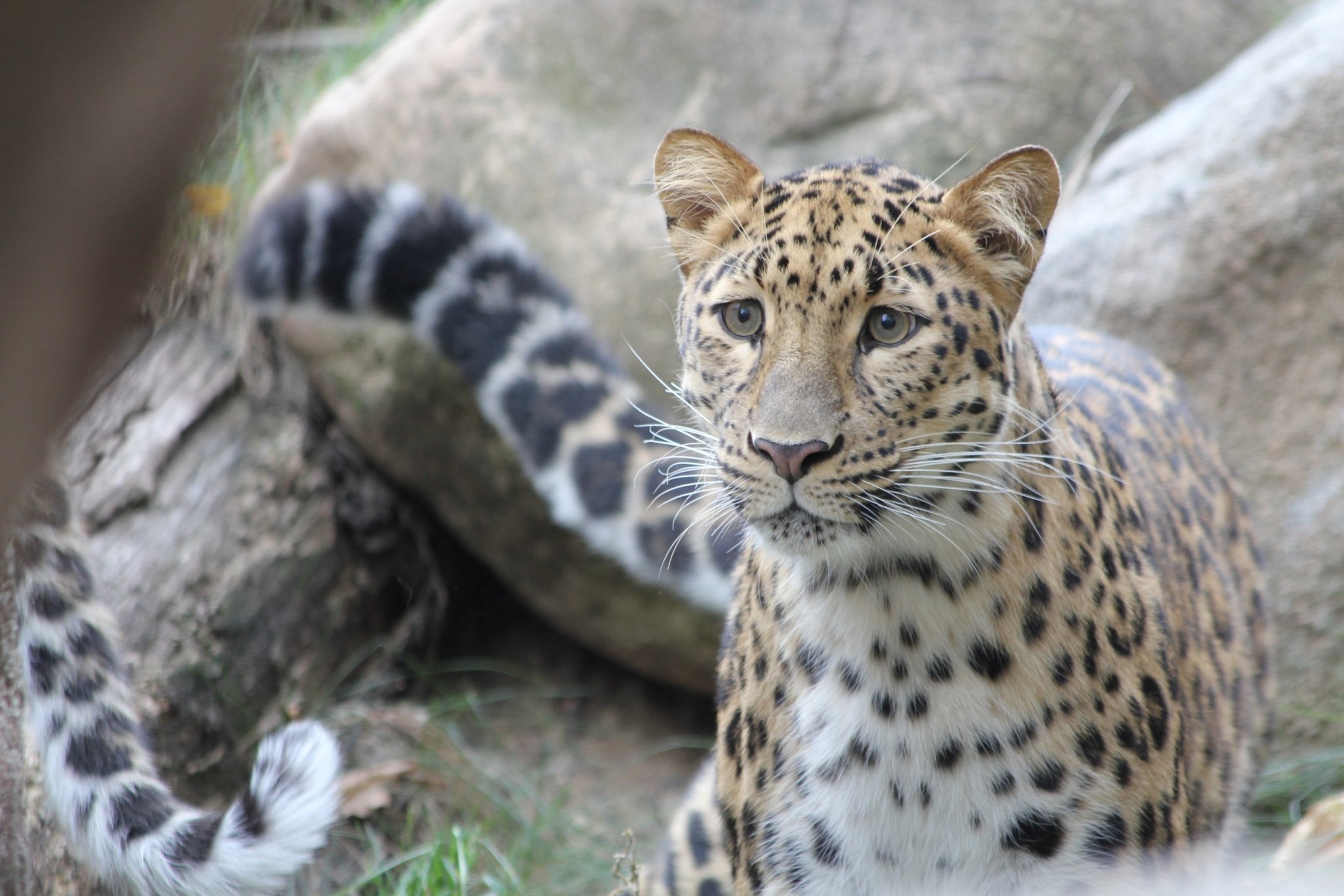 Имя для третьего котёнка дальневосточного леопарда выбирают в России Пресс-служба ВТБ