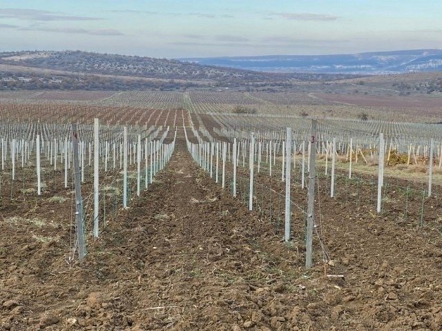 Новые виноградники появятся в этом году сразу в трех округах Ставрополья Минсельхоз Ставрополья