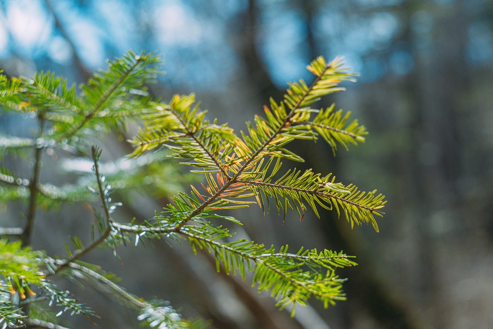 природа, лес, ель Мария Смитюк, ИА PrimaMedia