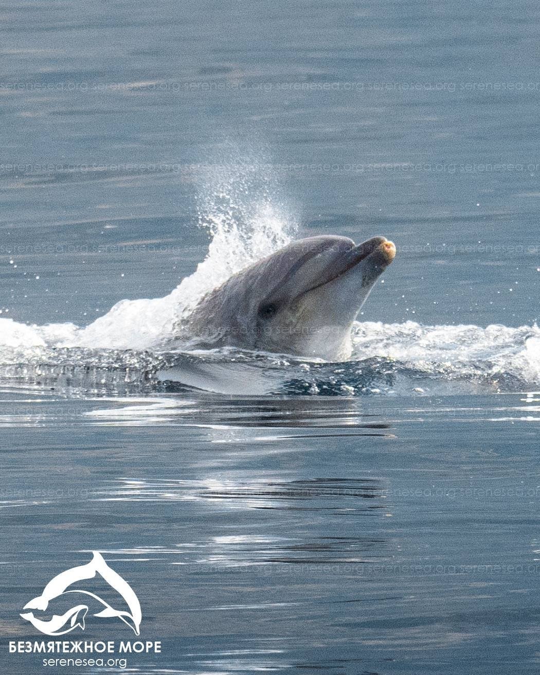 Прыжки афалин запечатлели под Севастополем Центр &quotБезмятежное море&quot