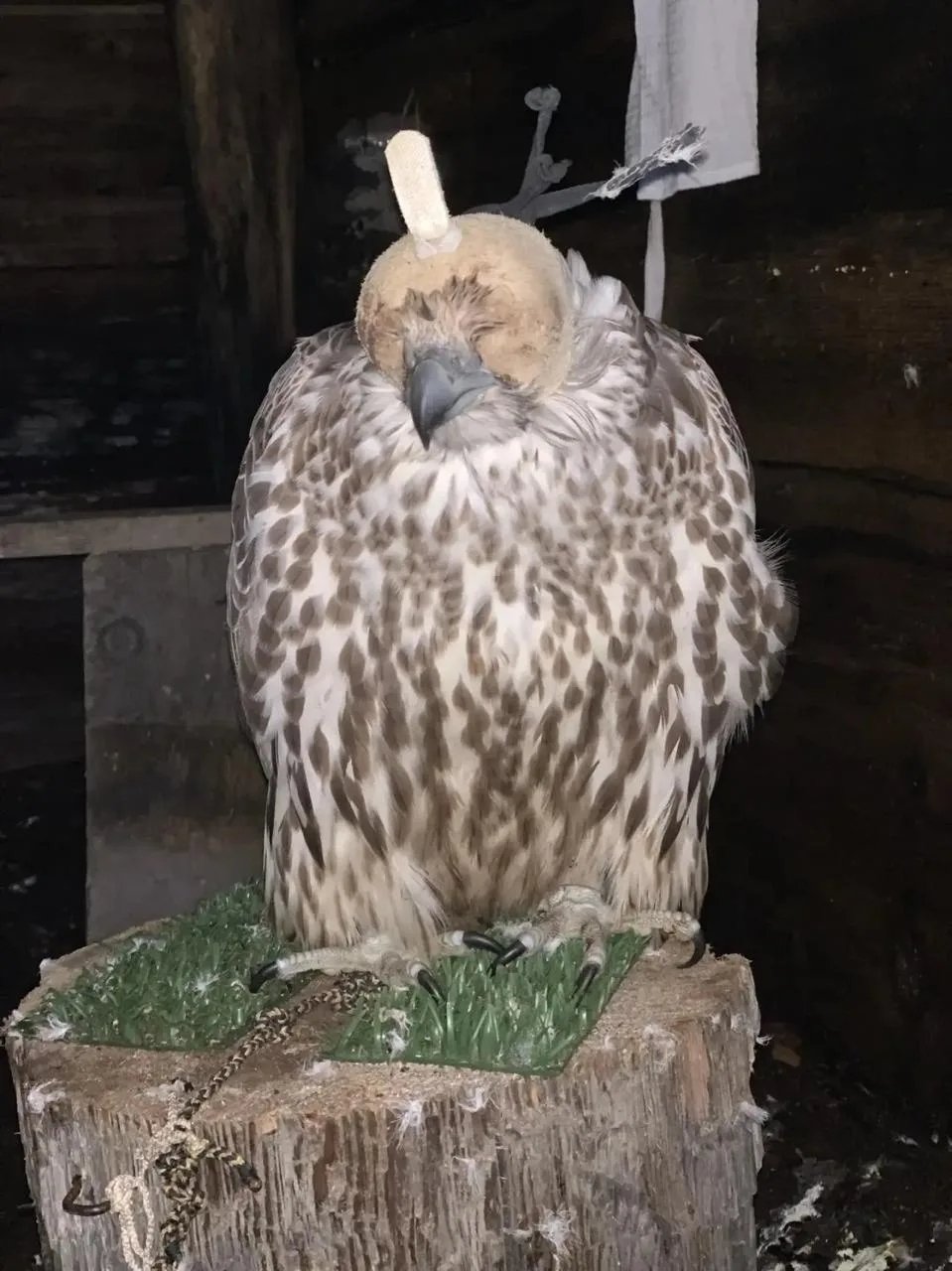 Отловленные преступниками кречеты Прокуратура Камчатского края