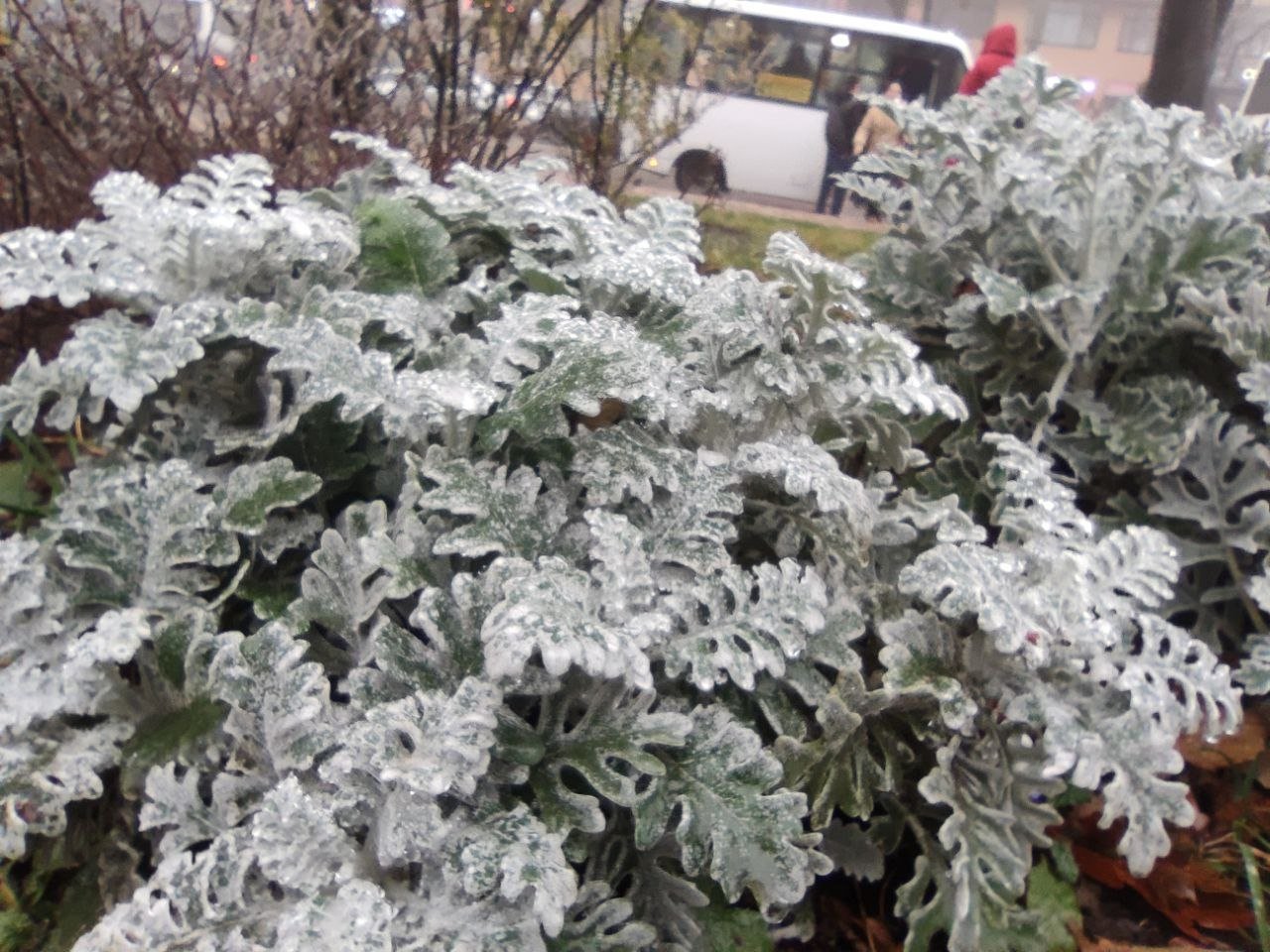 Заморозки снова ударят по Ставрополью ночью 11 апреля ИА Stavropol.Media