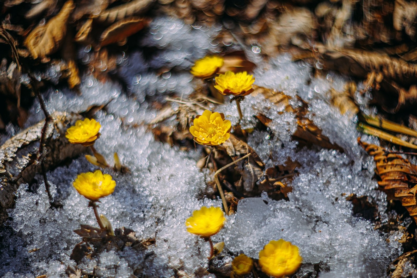 Цветы Мария Смитюк, ИА PrimaMedia