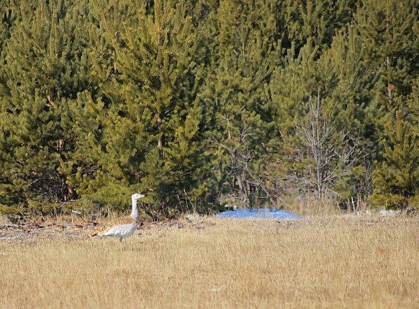 Дрофа ФГБУ &quotЗаповедное подлеморье&quot