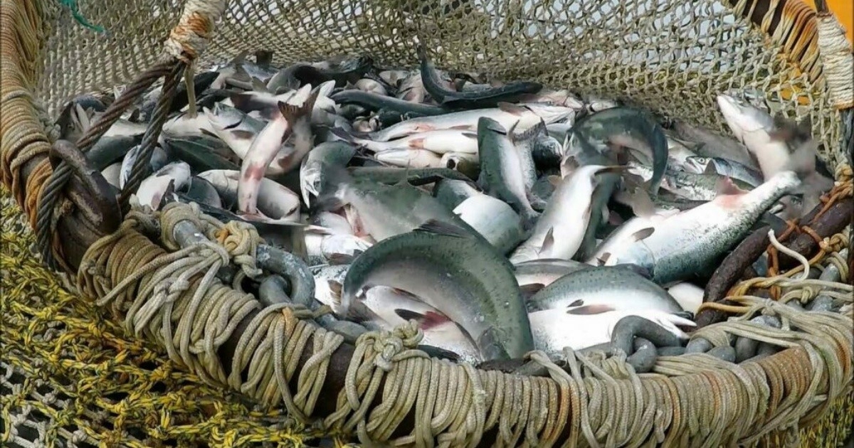 Для Магаданской области утвержден оптимистичный прогноз вылова лососей на 2026 год Источник