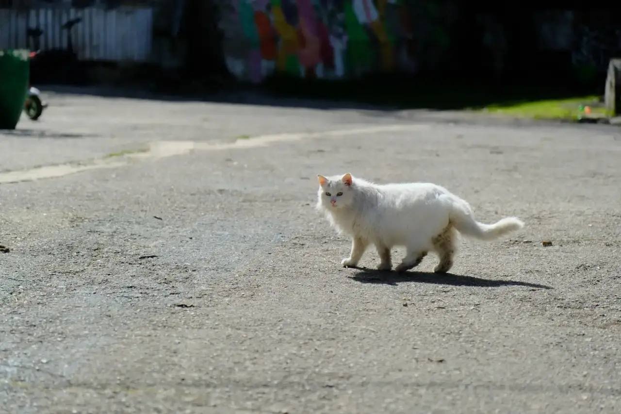 Приют для кошек строят в Ялте Соцсети Я. Павленко