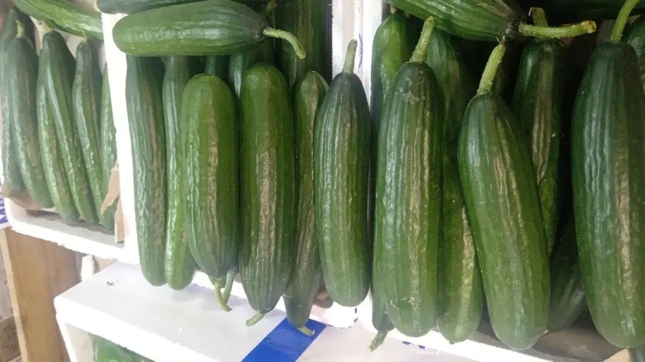 Огурцы Канал МАХ (6+) Россельхознадзора по Забайкалью